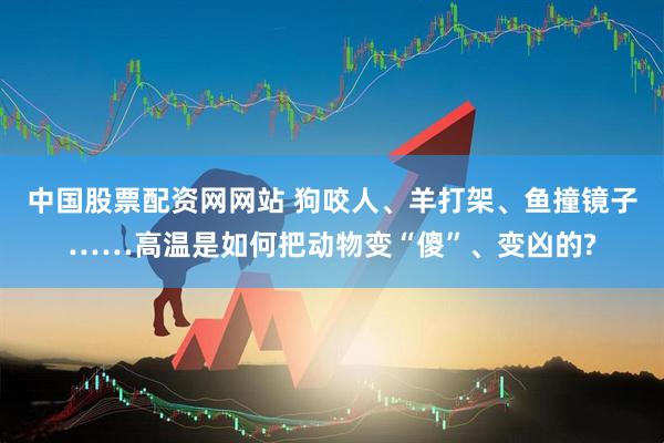 中国股票配资网网站 狗咬人、羊打架、鱼撞镜子……高温是如何把动物变“傻”、变凶的?
